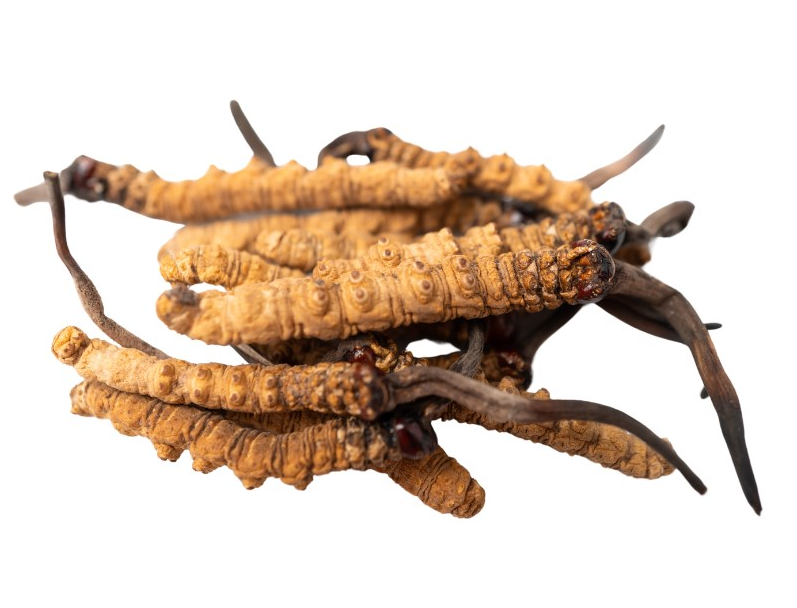 Cordyceps článek_1